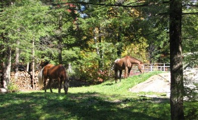 Grazing Paddock at HTS LLC
