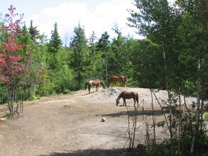 main paddock
